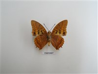 藏品(蛺蝶科-非洲(八))的圖片